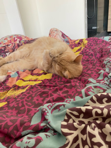 Photo de galerie - Garde chat 