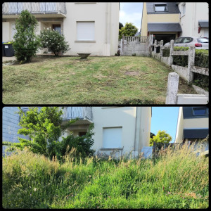 Photo de galerie - Tonte de pelouse - Débroussaillage