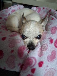 Photo de galerie - Garde à mon domicile pendant 3 jours!!