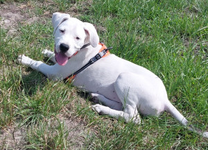 Photo de galerie - Vahinerii 