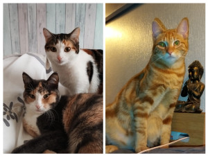 Photo de galerie - Nugget's et Sky 2 ans 
Tom 1 an