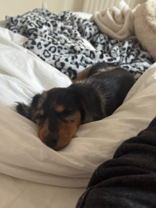 Photo de galerie - Garde chien
