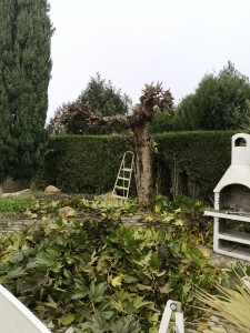 Photo de galerie - Elagage et coupe d'arbres