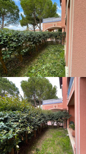 Photo de galerie - Taille de haies 