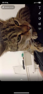 Photo de galerie - Chat