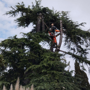 Photo de galerie - Elagage et coupe d'arbres