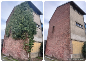 Photo de galerie - Enlèvement de lierre