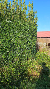 Photo de galerie - Taille sur un laurier