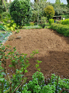 Photo de galerie - Désherbage par bêchage léger pour un potager non entretenue depuis plusieurs mois.