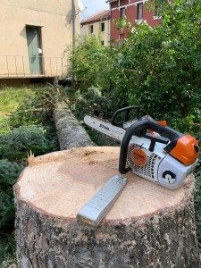 Photo de galerie - Elagage et coupe d'arbres