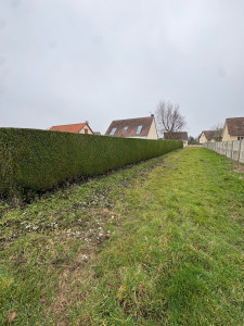 Photo de galerie - Taille d’une haie de thuya 