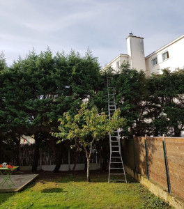 Photo de galerie - Taille de haies et d'arbustes