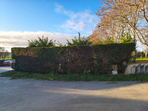 Photo de galerie - Taille de Haie