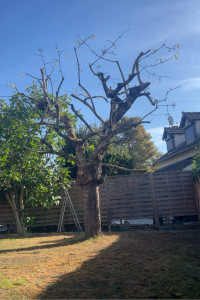 Photo de galerie - Élagage d’un cerisier