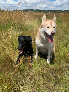 Photo de galerie - Mon chien, à droite, avec son copain 