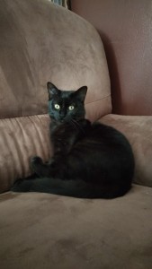 Photo de galerie - Chat / Chaton