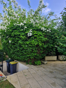 Photo de galerie - Taille de haies et d'arbustes