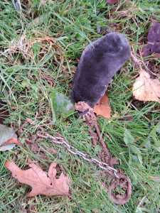 Photo de galerie - Jardinier