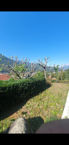 Photo de galerie - Taille de plusieurs arbres et arbustes 