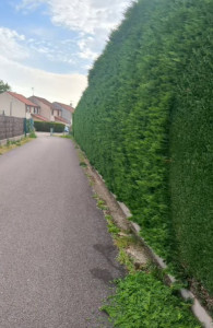 Photo de galerie - Taille de haie de cyprès 