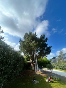 Photo de galerie - élagage avant 