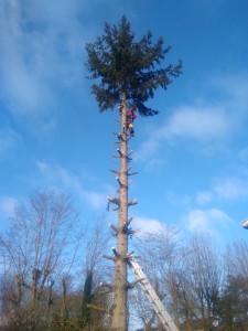 Photo de galerie - Abattage de sapin