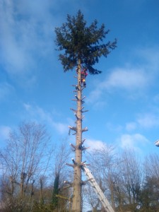 Photo de galerie - Elagage et coupe d'arbres