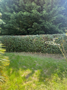 Photo de galerie - Après taille et rabattage de haie 