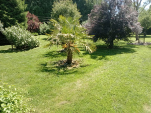 Photo de galerie - Tonte de pelouse