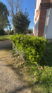 Photo de galerie - Taille de haies et d'arbustes