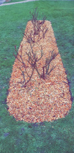 Photo de galerie - Installation de copeaux dans un massif de rosiers
Cela limite la pousse des mauvaises herbes , et garde l'humidité du sol .