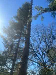 Photo de galerie - Elagage et coupe d'arbres