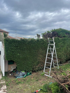 Photo de galerie - Rabattage de haie de thuyas