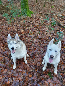 Photo de galerie - Balade en forêt adaptée au rythme de chaque chien