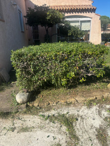 Photo de galerie - Taille buisson 