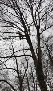 Photo de galerie - Taille de suppression des bois morts d’un frêne 