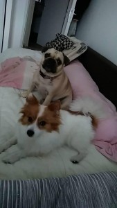 Photo de galerie - Garde chien