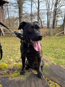 Photo de galerie - Garde chien