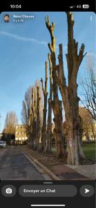Photo de galerie - Elagage et coupe d'arbres