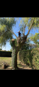 Photo de galerie - Abattage évacuation