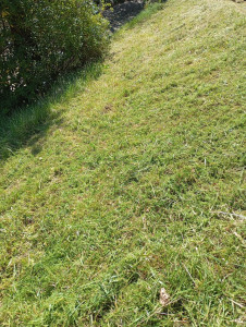 Photo de galerie - Débroussaillage 