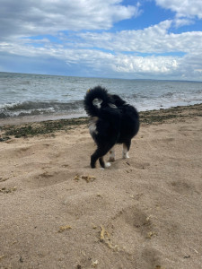 Photo de galerie - Balade à la plage 