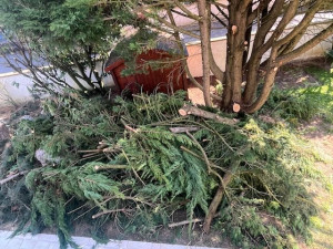 Photo de galerie - Après la coupe des arbres