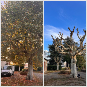 Photo de galerie - Elagage et coupe d'arbres