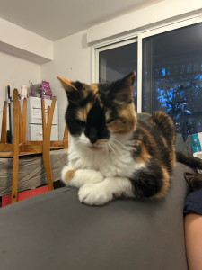 Photo de galerie - Louloutte, une chatte de 16ans gardé pendant 10 jours. Caresses, nourrissage, jeux :) 