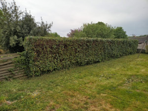 Photo de galerie - Taillage de haie