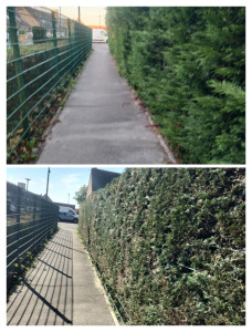 Photo de galerie - Taille de haies et d'arbustes