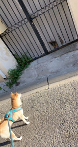 Photo de galerie - Garde d’un shiba