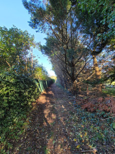 Photo de galerie - Elagage et coupe d'arbres
