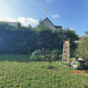 Photo de galerie - Remise à hauteur de la haie du laurier du Caucase 
